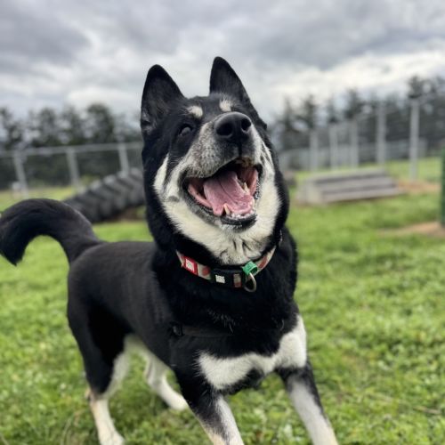 Ziva - Rottweiler x Siberian Husky Dog