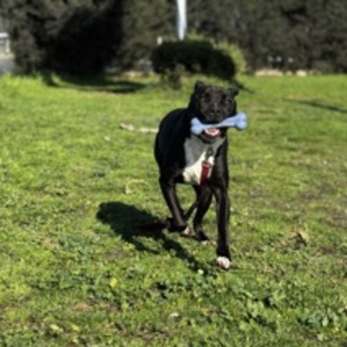 Macka (69163 ) - Boxer Dog