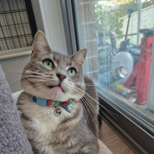 Minty - Domestic Short Hair (DSH) Cat