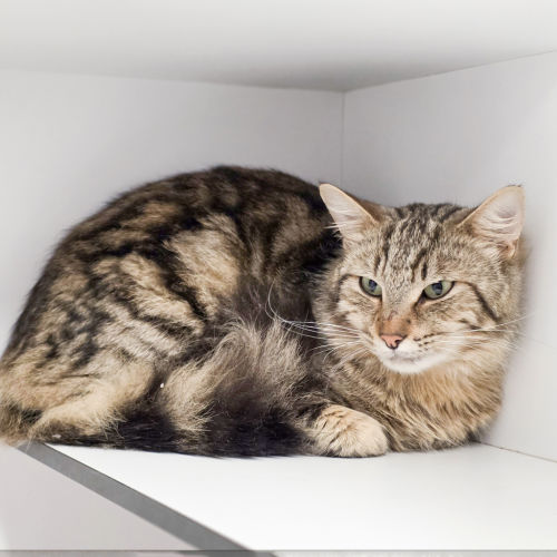 Orso - Domestic Medium Hair Cat