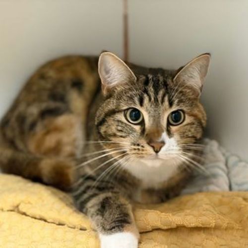 Snail - Domestic Short Hair Cat