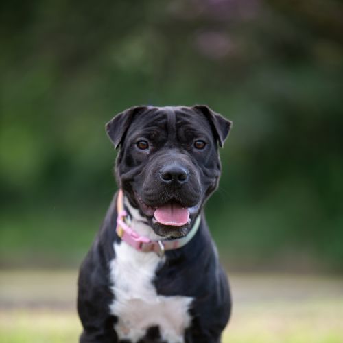 Zadie - Staffy x Sharpei Dog