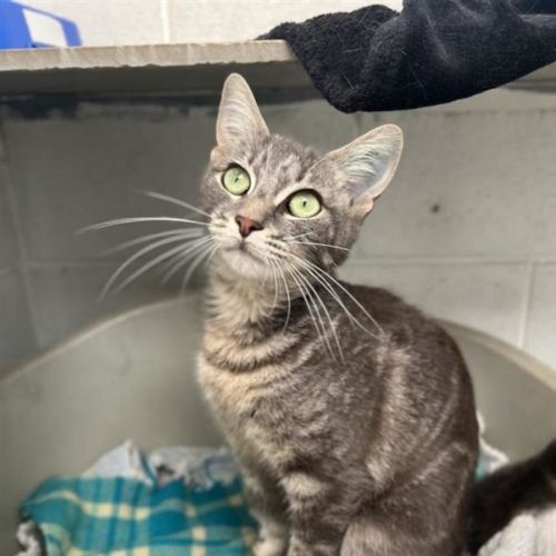 Silk - Domestic Short Hair (DSH) Cat