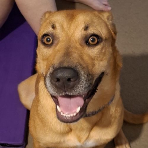 Billie Jean - Rhodesian Ridgeback x Staffordshire Bull Terrier Dog