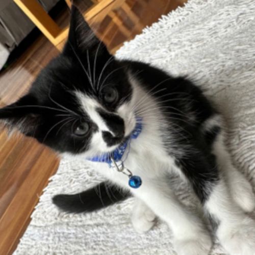 Alfred - Domestic Short Hair (DSH) Cat