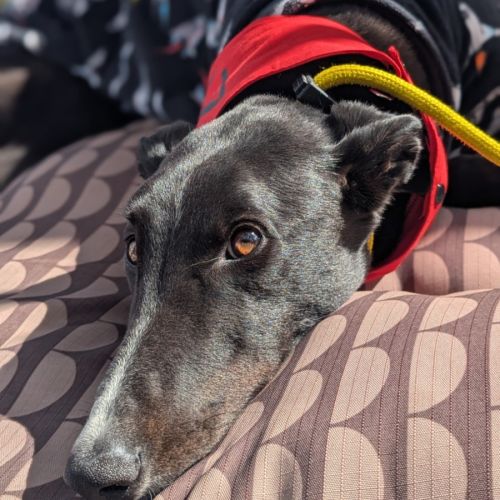 Star - Greyhound Dog