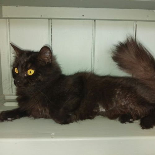 Bella - Domestic Long Hair (DLH) Cat