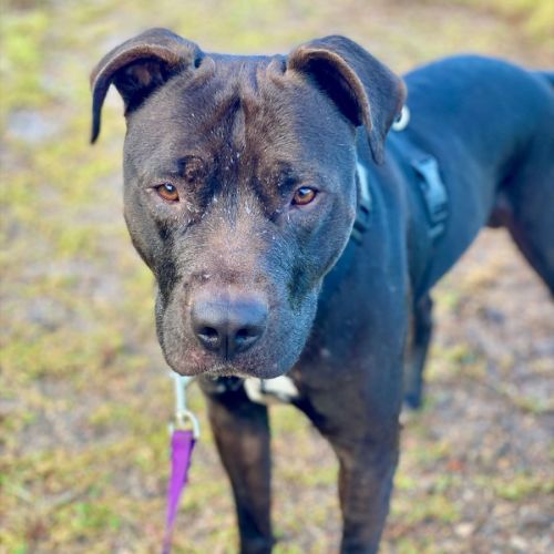 Chup - American Staffordshire Terrier x Bull Terrier Dog