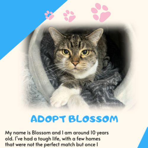 Blossom - Domestic Short Hair (DSH) Cat