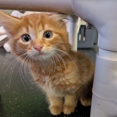 Ganon - Domestic Short Hair Cat