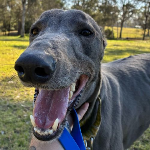 Rhino The Greyhound - Greyhound Dog