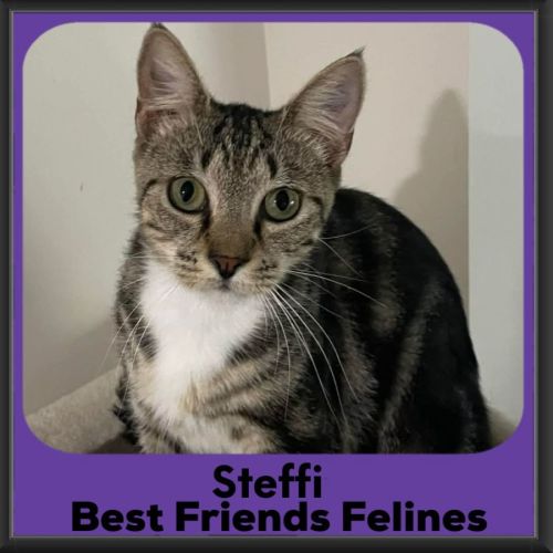 Steffi - Domestic Short Hair (DSH) Cat