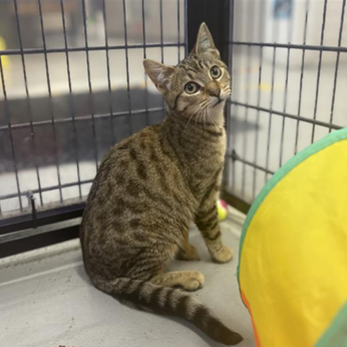 Elena - Domestic Short Hair Cat