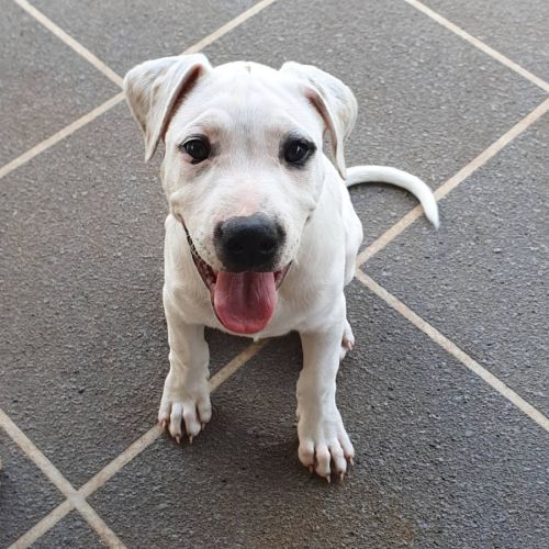 Bubbles  - Irish Wolfhound x Staffordshire Bull Terrier Dog