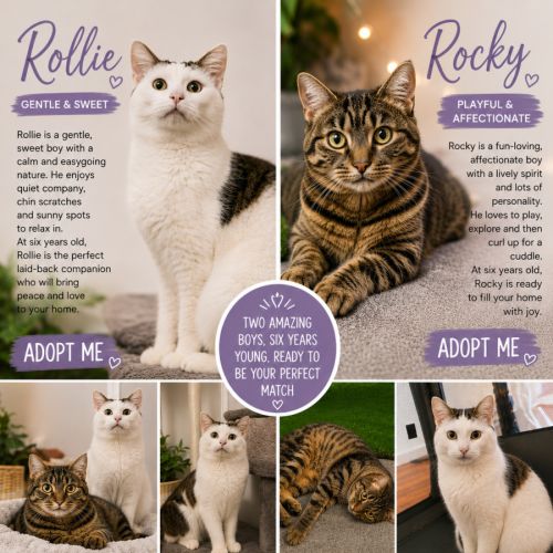 Rollie & Rocky  - Domestic Short Hair (DSH) Cat