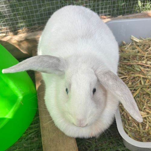 Barbara  - Flemish Giant Rabbit