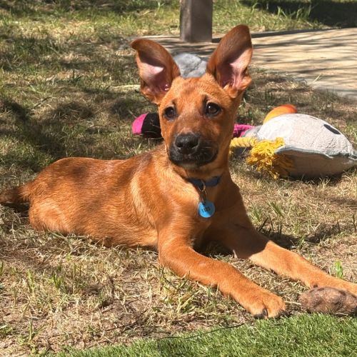 Buzz - Mixed breed Dog