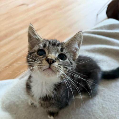 Mike Wazowski - Domestic Short Hair (DSH) Cat
