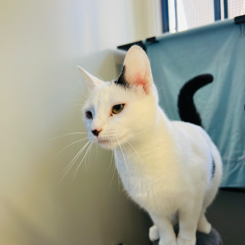 Lemon - Domestic Short Hair (DSH) Cat