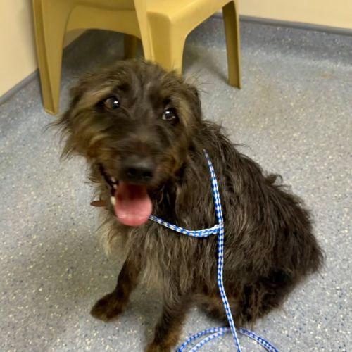 Bull - Staghound Dog