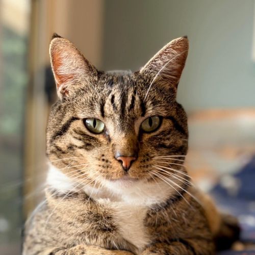 Tiddles - Domestic Short Hair (DSH) Cat