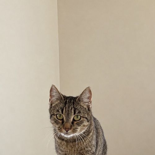 Mabel - Domestic Short Hair (DSH) Cat