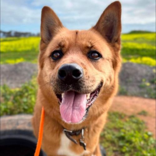 Tia - Akita Dog