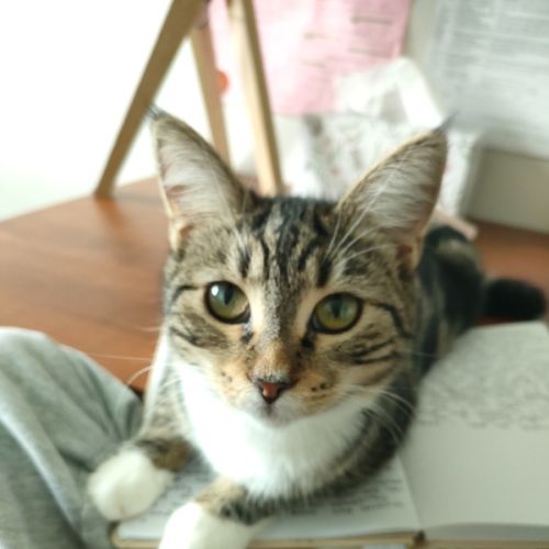 Lou Lou - Domestic Short Hair (DSH) Cat