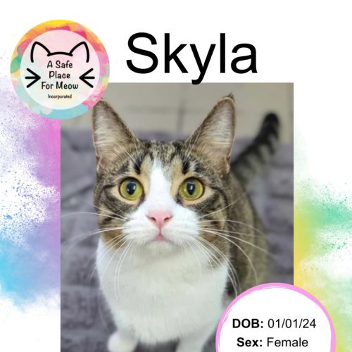 Skyla - Domestic Short Hair (DSH) Cat