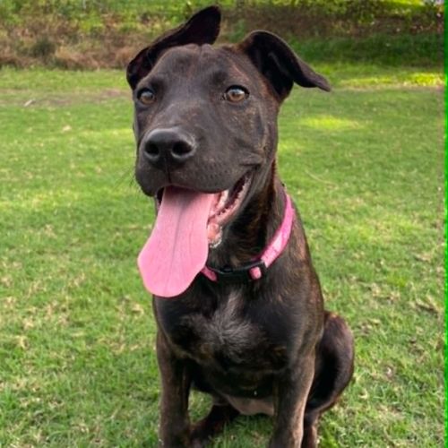 Rue - Mixed breed Dog