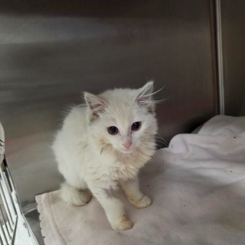Mercy - Domestic Short Hair (DSH) Cat