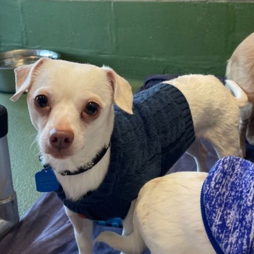 Atlas - Chihuahua Dog