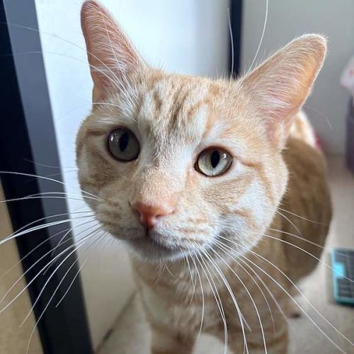 Mr Bean - Domestic Short Hair (DSH) Cat
