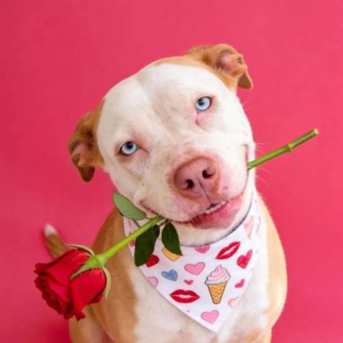 Boots - Staffordshire Bull Terrier Dog