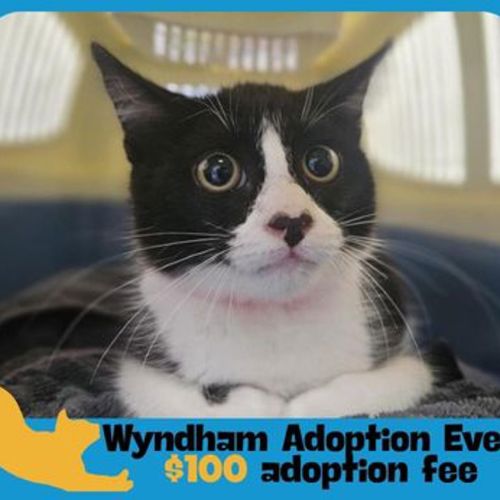 Jelly Bean - Domestic Short Hair Cat