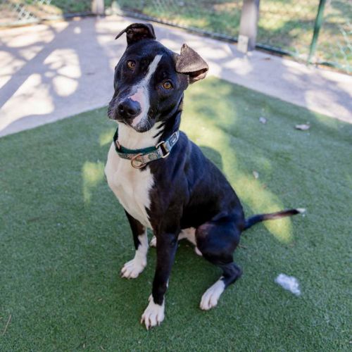 Pink - American Staffordshire Terrier Dog