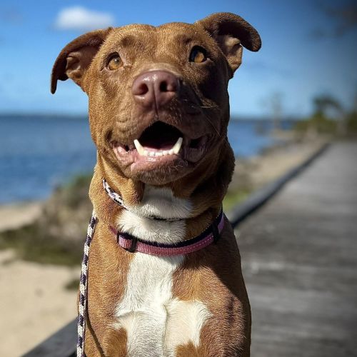 Rita - Staffordshire Bull Terrier Dog