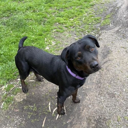 Lucy - Mixed breed Dog