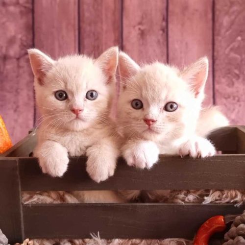 Clover - British Shorthair Cat