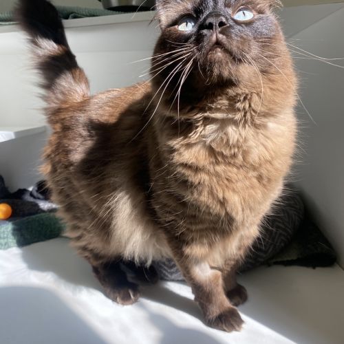 Yoshi - Ragdoll Cat