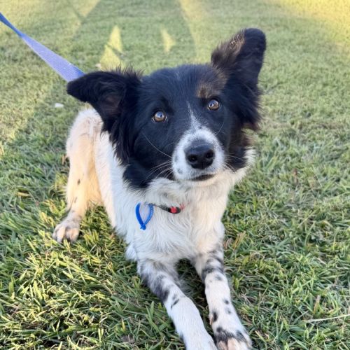 Maisie - Border Collie Dog