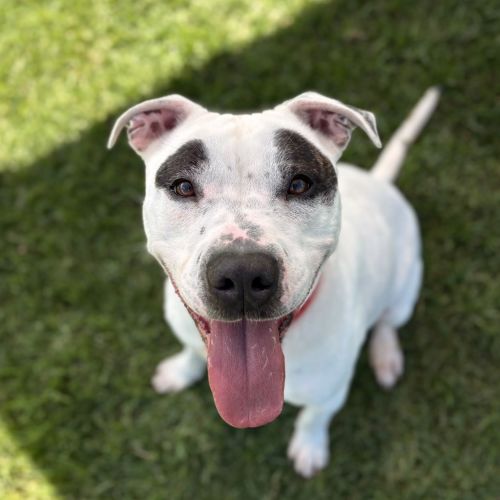 Simba - American Staffy Mix Dog