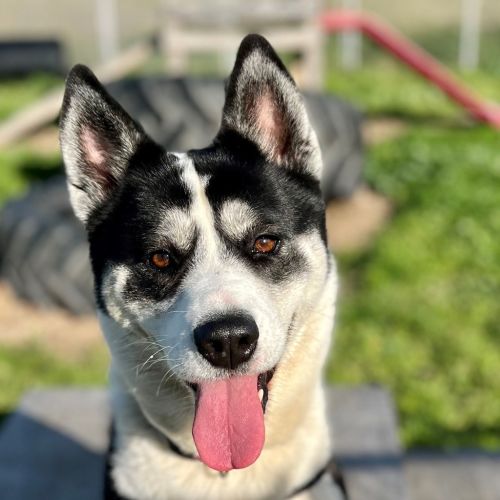 London - Alaskan Malamute x Siberian Husky Dog