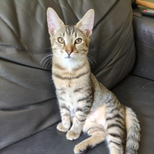 Nutmeg - Domestic Short Hair (DSH) Cat