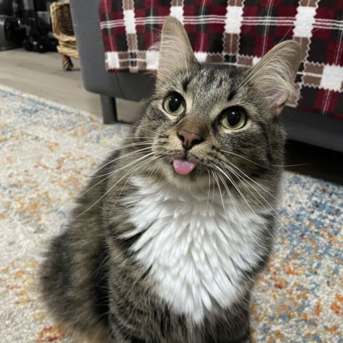 Murphy - Domestic Medium Hair (DMH) Cat