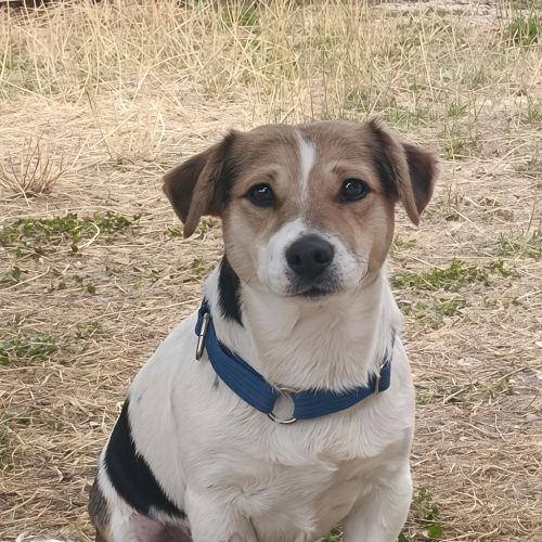 Troy - Jack Russell Terrier Dog