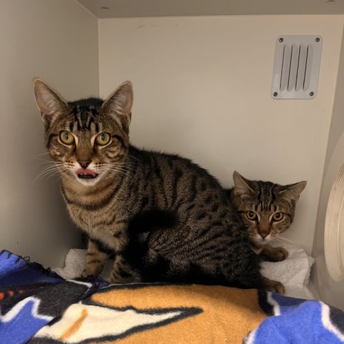 Cane - Domestic Short Hair Cat