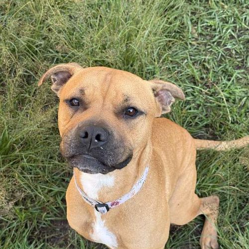 Zeland - Staffordshire Bull Terrier Dog
