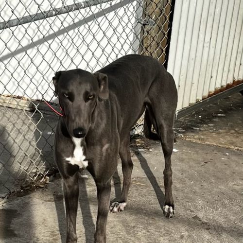 Smokey - Greyhound Dog