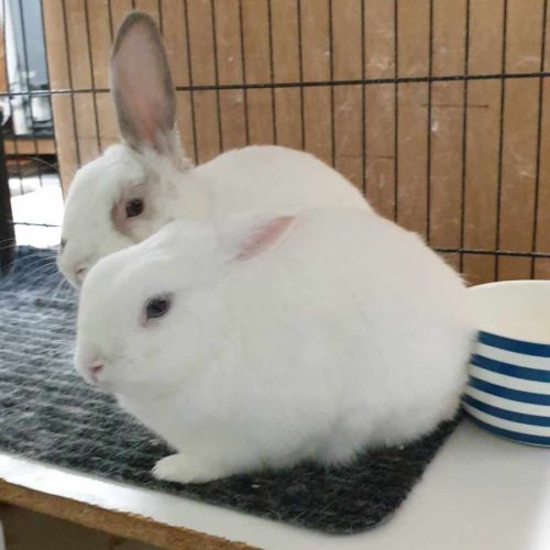 Sam & Popsicle - Bunny Rabbit